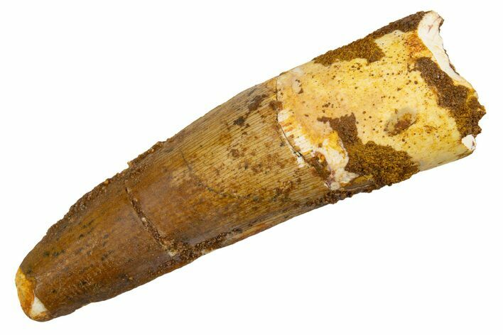 Fossil Spinosaurus Tooth - Real Dinosaur Tooth #326224